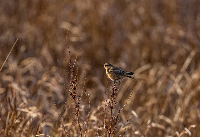Stonechat