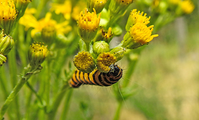 20220704 1322CPw [D~LIP] Blutbär (Tyria jacobaea) [Kaminbär] [Jakobskrautbär], Jakobs-Greiskraut (Jacobaea vulgaris), UWZ, Bad Salzuflen