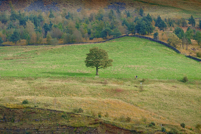 Lone Tree below Dove Stones Rocks