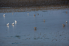 20140907 4820VRAw [NL] Pfuhlschnepfe (Limosa lapponica), Möwe, Terschelling