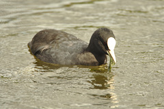 IMG 0023coot