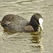 IMG 0023coot