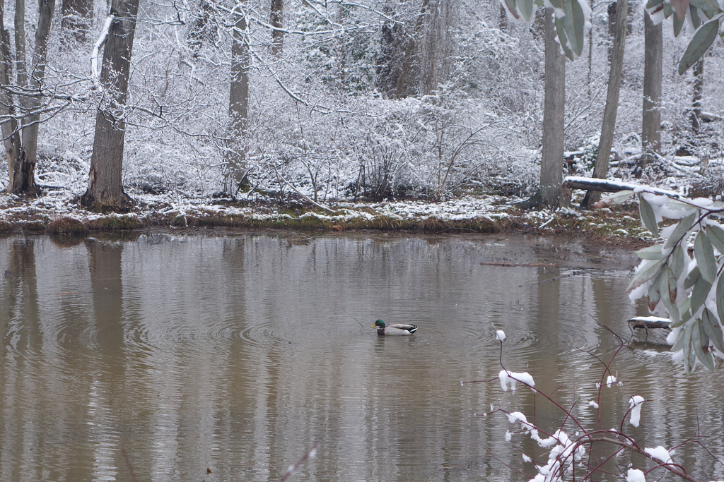 Duck on the lake