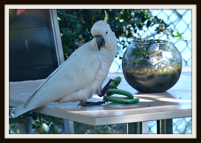 Killer Cockatoo