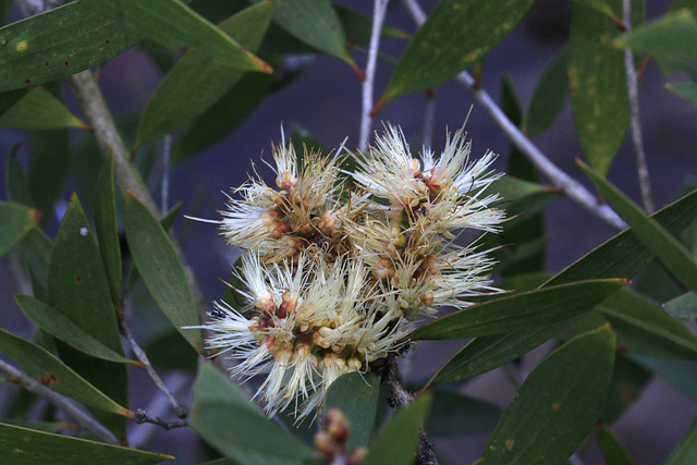 Broad-leaf Paperbark