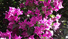 I love the red flowers against the blue sky and this colour against the green leaves