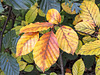 Autumn beech leaves #3