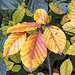 Autumn beech leaves #3