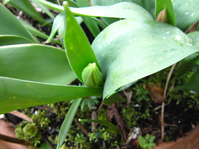 A small yellow tulip is starting and I can see a small pinkish one in the background