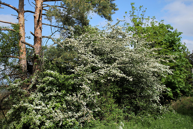 Crataegus laevigata (1)