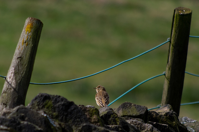 Meadow Pipit