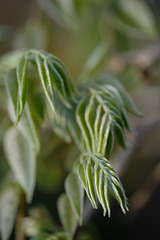 DSCF5423