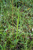 Pteroglossaspis ecristata (Spiked Medusa orchid) leaves
