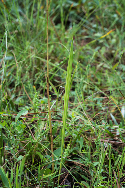 Pteroglossaspis ecristata (Spiked Medusa orchid) leaves