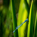 Common blue damsel fly7