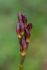 Aplectrum hyemale (Puttyroot orchid) in bud