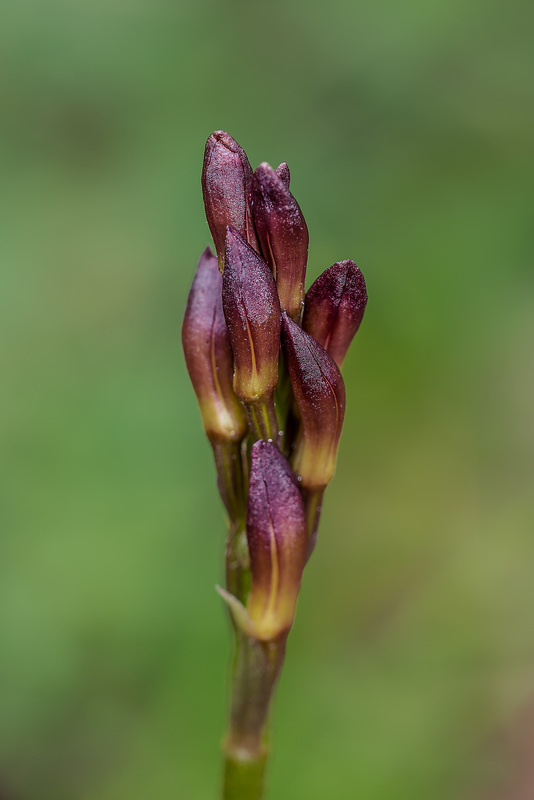 Aplectrum hyemale (Puttyroot orchid) in bud