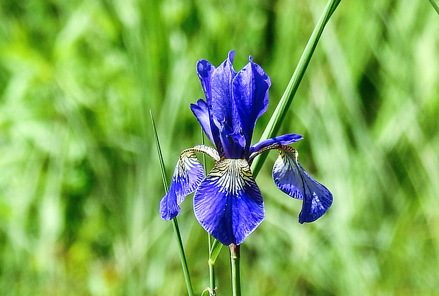 20200517 7474CPw [D~LIP] Sibirische Schwertlilie (Iris sibirica), UWZ, Bad Salzuflen