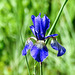 20200517 7474CPw [D~LIP] Sibirische Schwertlilie (Iris sibirica), UWZ, Bad Salzuflen