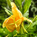 20210713 1692CPw [D~LIP] Nachtkerze (Oenothera), Bad Salzuflen