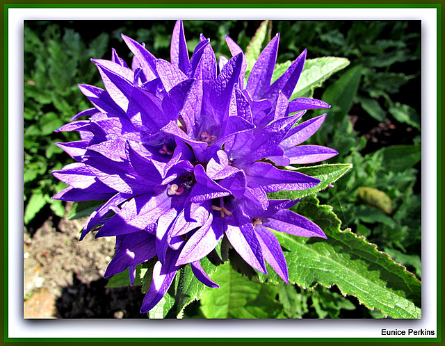 Purple Bellflower.