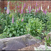 foxgloves in June