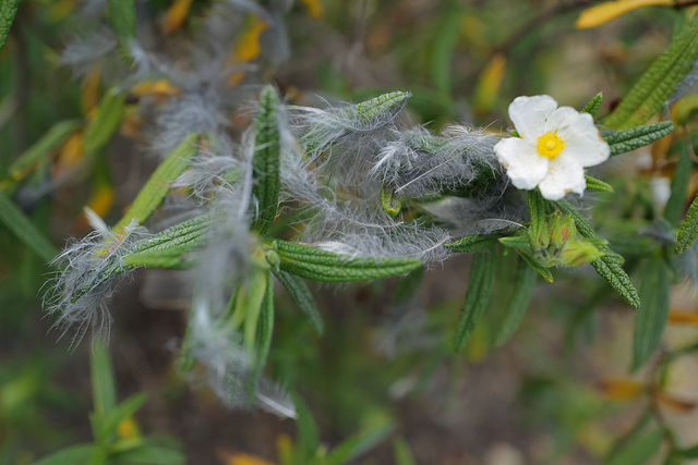 Cistus monspeliensis, Fluffy decoratio or crime scene?