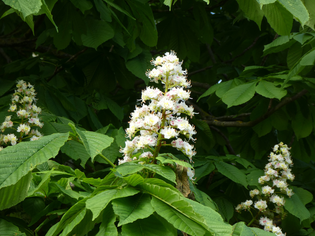 Kastanienblüten