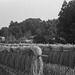 Drying rice plant