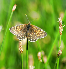 Wachtelweizen-Scheckenfalter (Melitaea athalia)  ©UdoSm