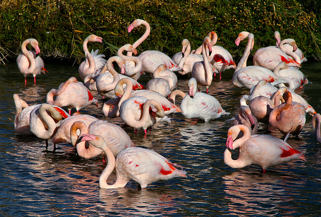 Le gang des Flamencos ( "quartier Sud" de la Camargue)