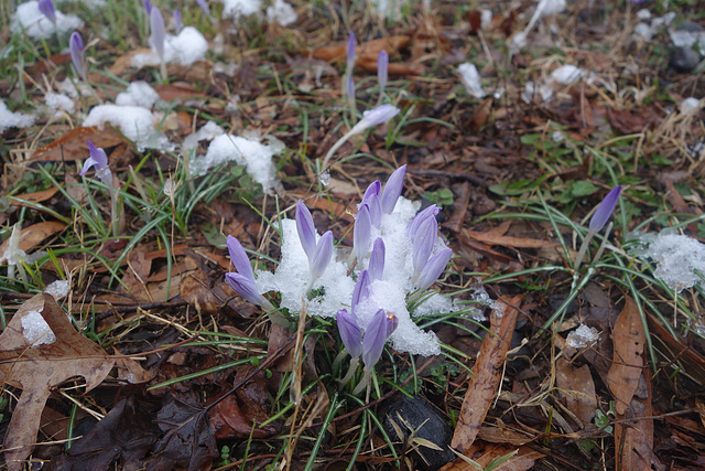 Purple Flowers covered in snow