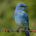 Mountain Bluebirds have no blue pigment