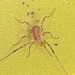 harvestman3imagestack