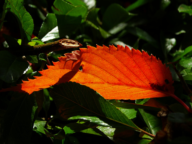 Leaf Alight