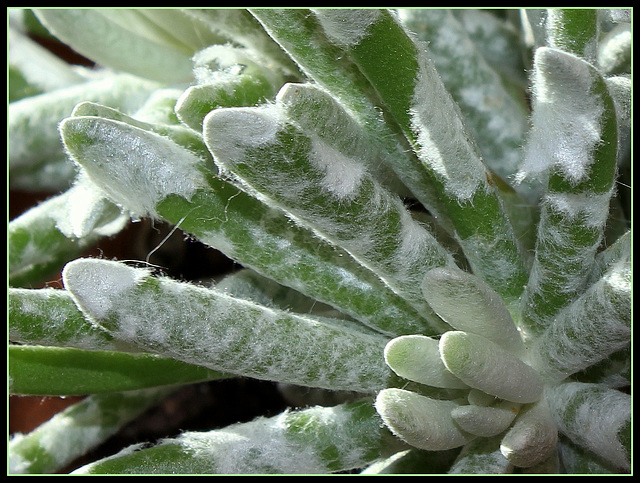 Senecio scaposus