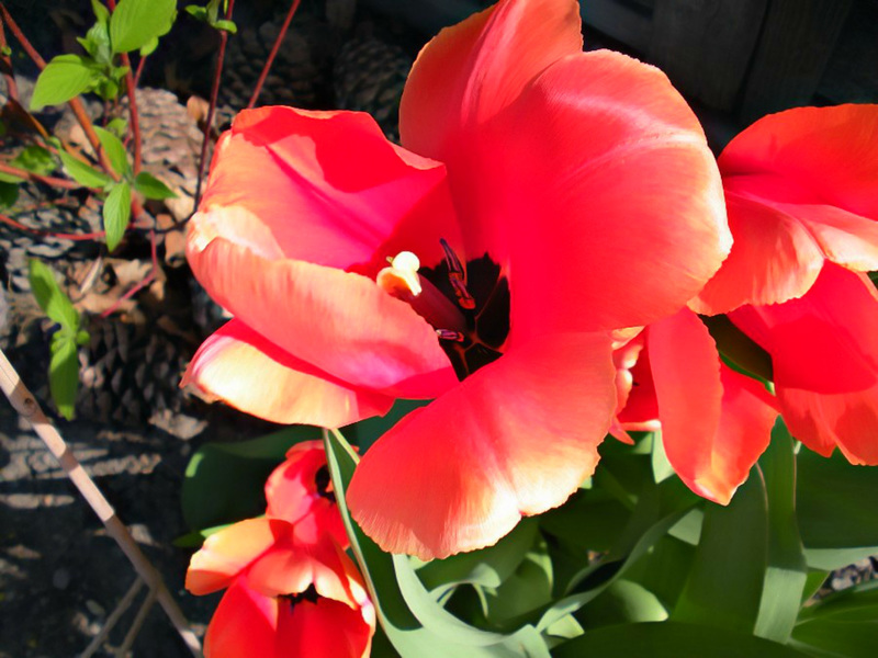 Big red tulip