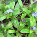Forget-me-not is pushing its way through a crack in the concrete patio