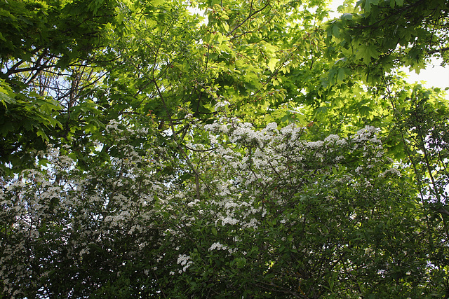 Crataegus laevigata (2)