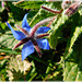 Bourrache, la petite fleur bleue qui rend heureux