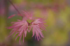 DSCF5424