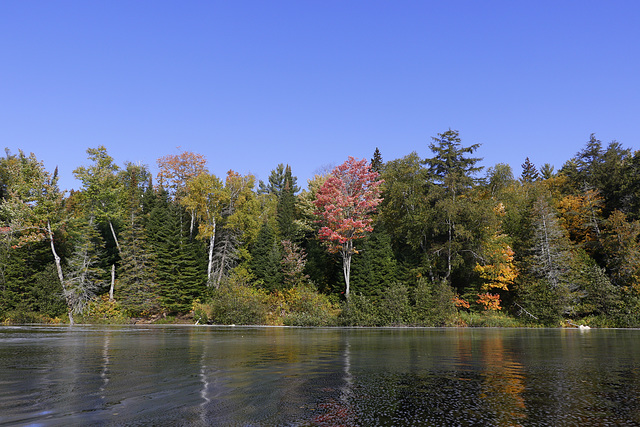 Tahquamenon River