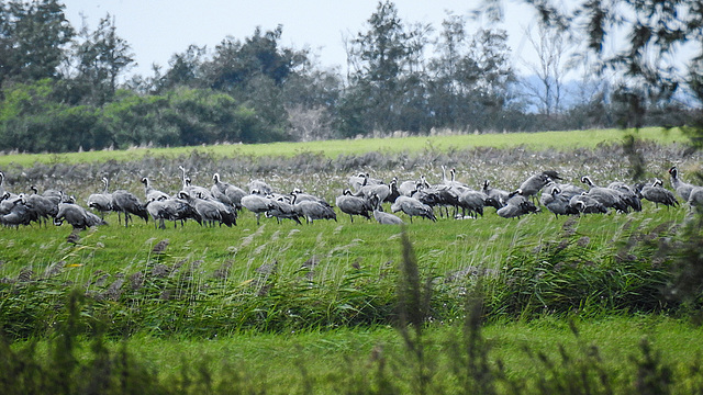 20190906 5858CPw [D~VR] Kranich (Grus grus), Groß Mohrdorf