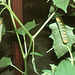 Deathshead-hawkmoth Caterpillars on Datura stramonium