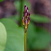 Aplectrum hyemale (Puttyroot orchid) in bud