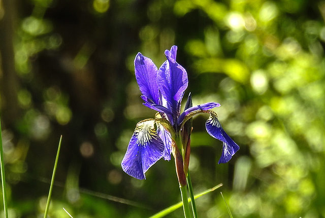 20200517 7475CPw [D~LIP] Sibirische Schwertlilie (Iris sibirica), UWZ, Bad Salzuflen