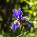 20200517 7475CPw [D~LIP] Sibirische Schwertlilie (Iris sibirica), UWZ, Bad Salzuflen