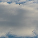 6 Swifts