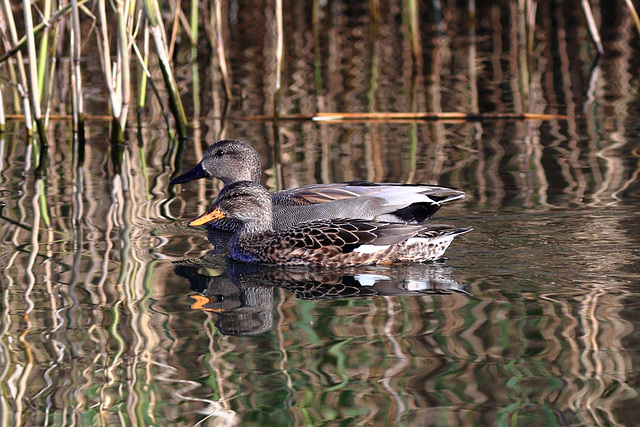 EOS 6D Peter Harriman 12 00 11 50963 mrMrsGadwall dpp