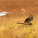 Ring tailed hen harrier